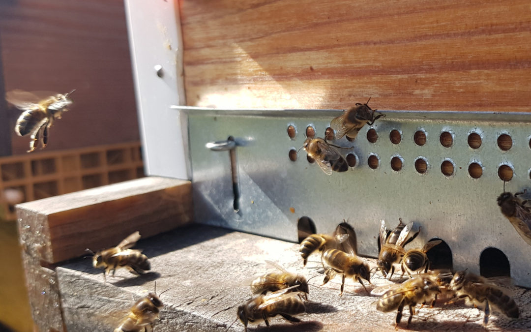 Essaims d&rsquo;abeilles Noires