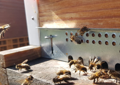 Essaims d&rsquo;abeilles Noires